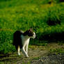 Black and White Cat on the Path