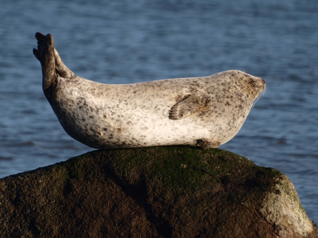 Seals just wanna have fun