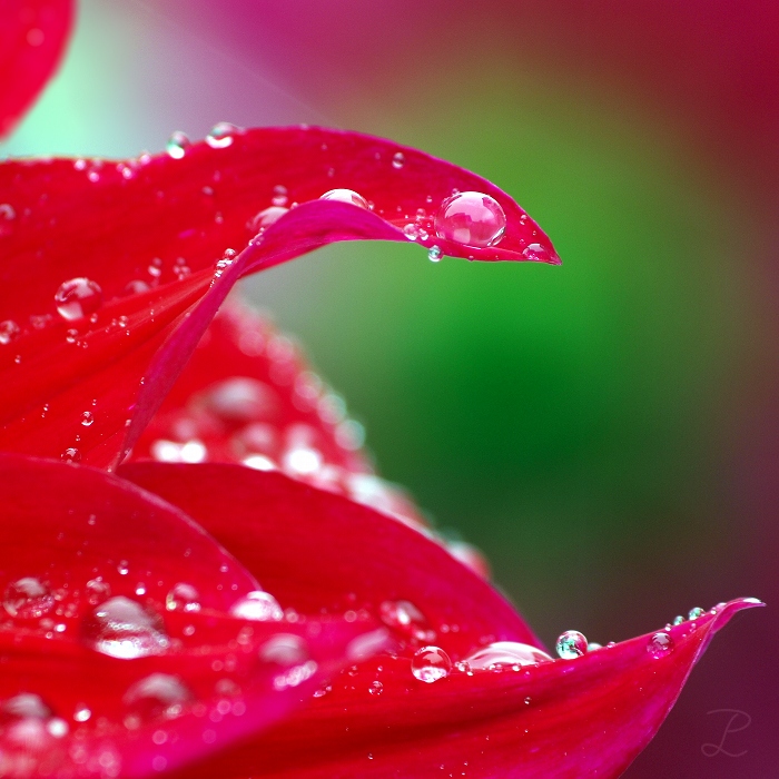 Water Drops on a Dahlia