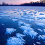 Ice Flowers