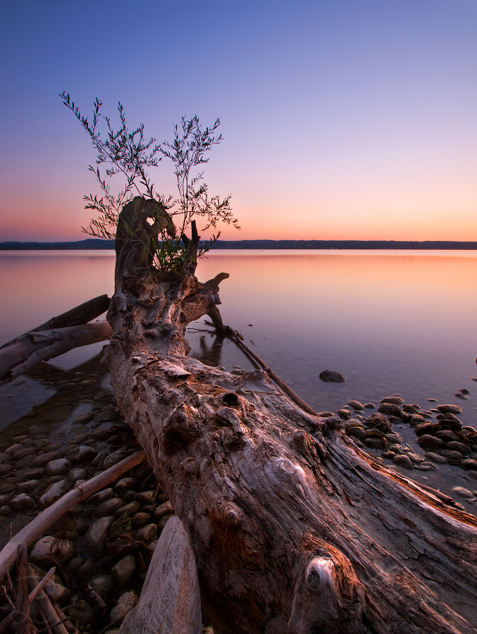 An old tree dies a new one lives