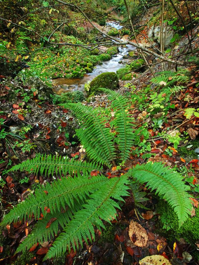 Majestic Fern