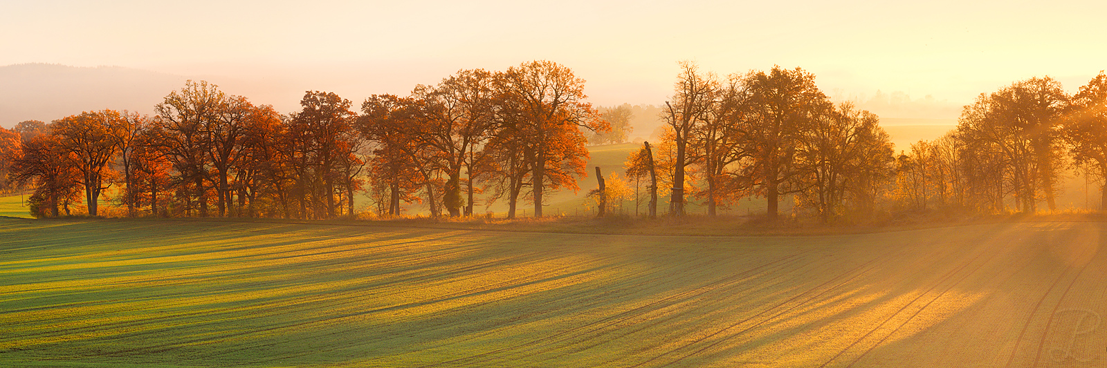 Golden Autumn