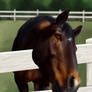 Trakehner Portrait