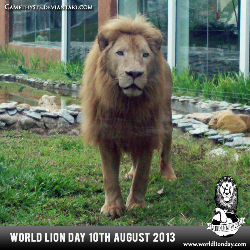 World Lion Day 10th August 2013