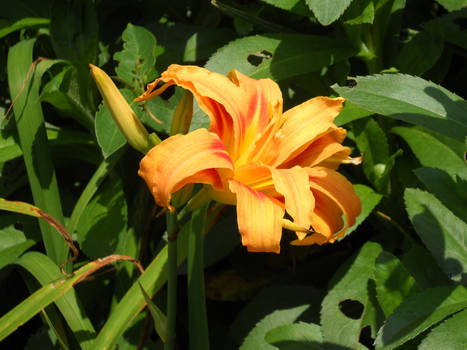 Orange flower 2