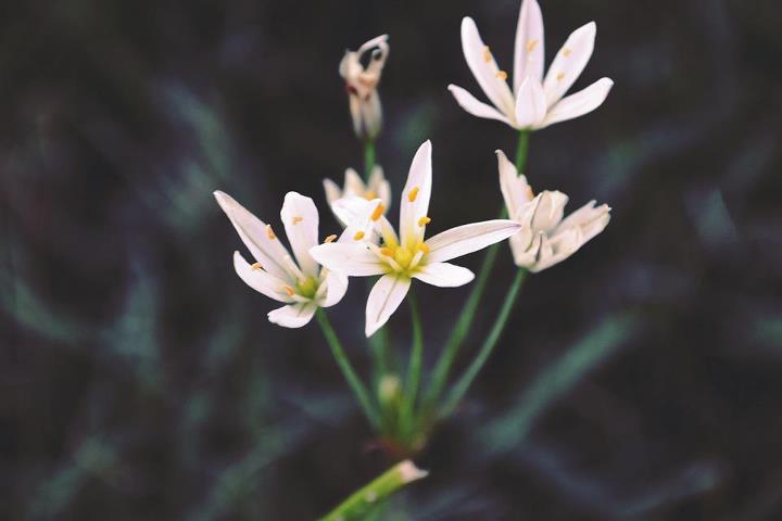 Evening Bloom