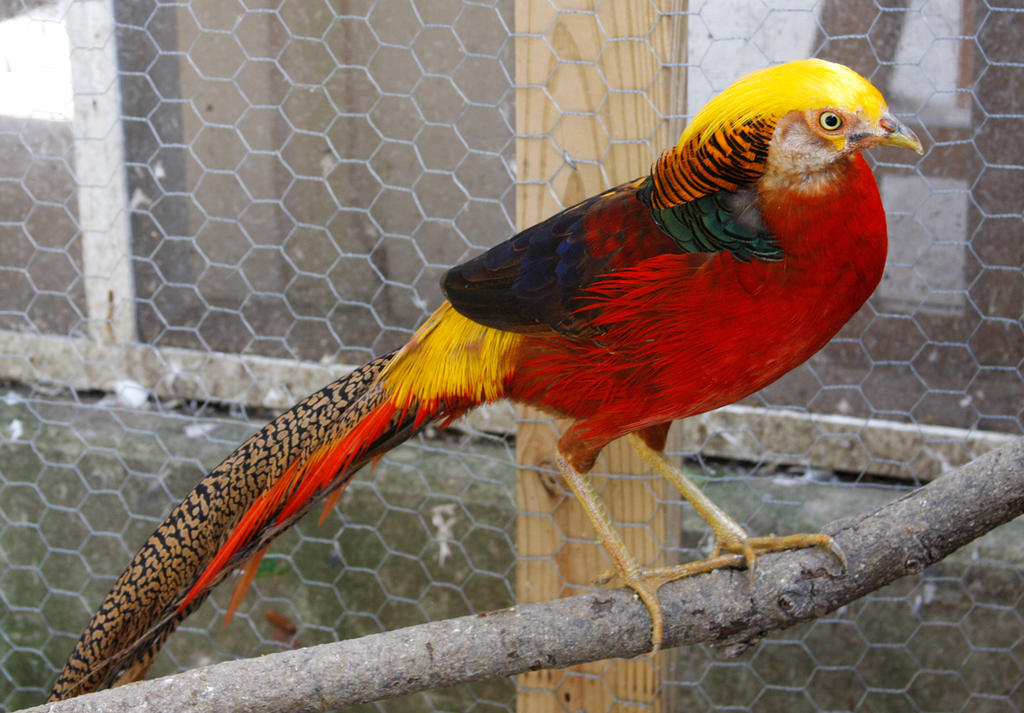 Red Gold Pheasant 6