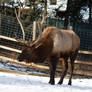 Elk 1