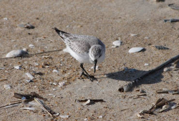 Sandpiper 1