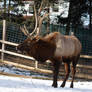 Elk 2