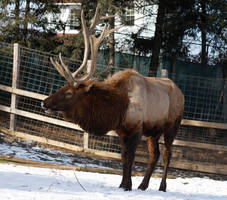 Elk 2