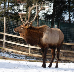 Elk 3