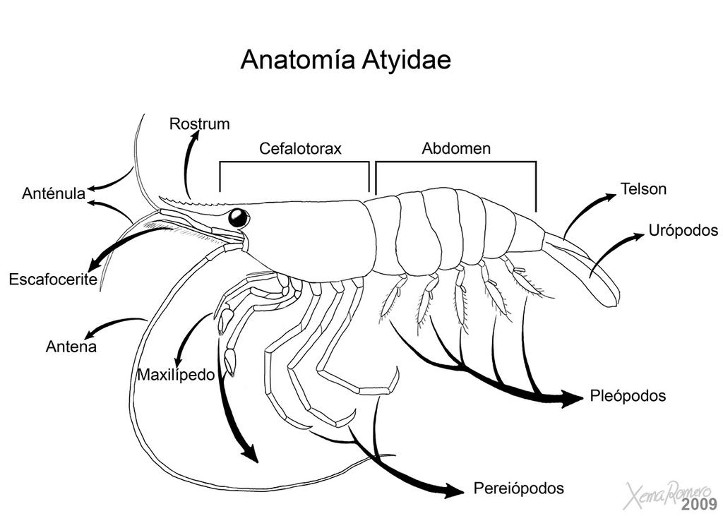 Shrimp Anatomy By XRomero On DeviantArt shrimp-anatomy-by-xromero-on-deviantart