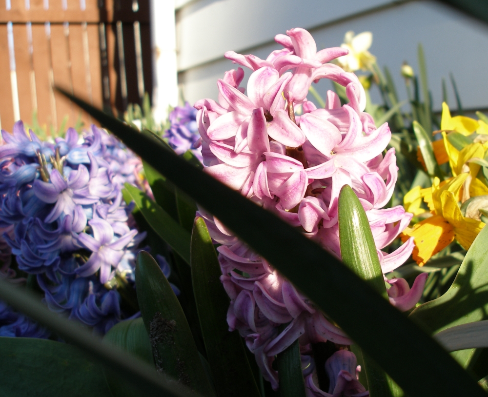 hyacinth3