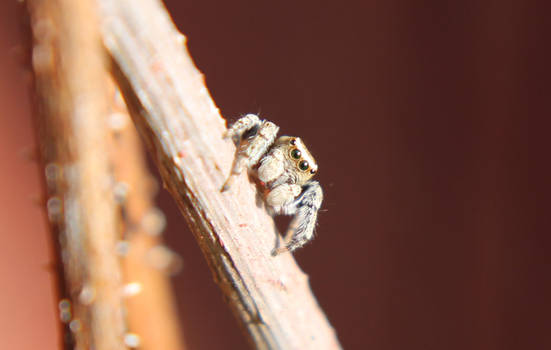 Jumping spider face