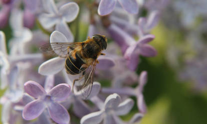 Bee