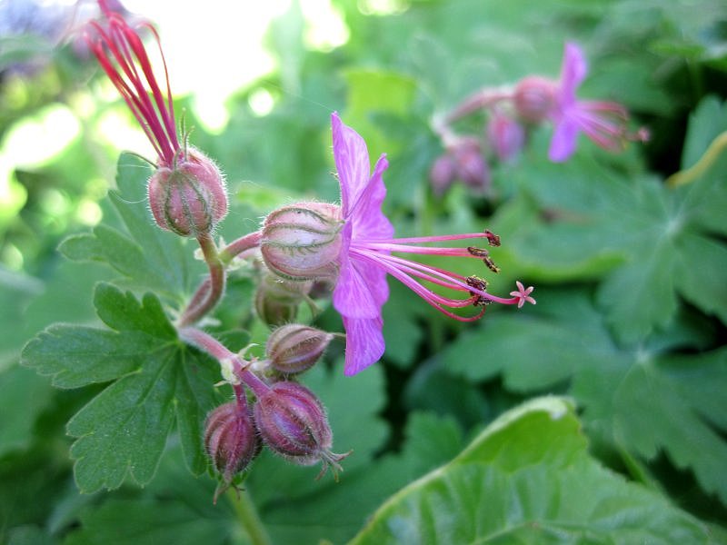 Geranium