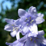 Hyacinth with Dew Pearls