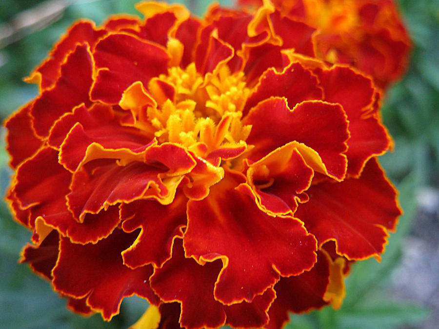 Marigold by Lissou-photography
