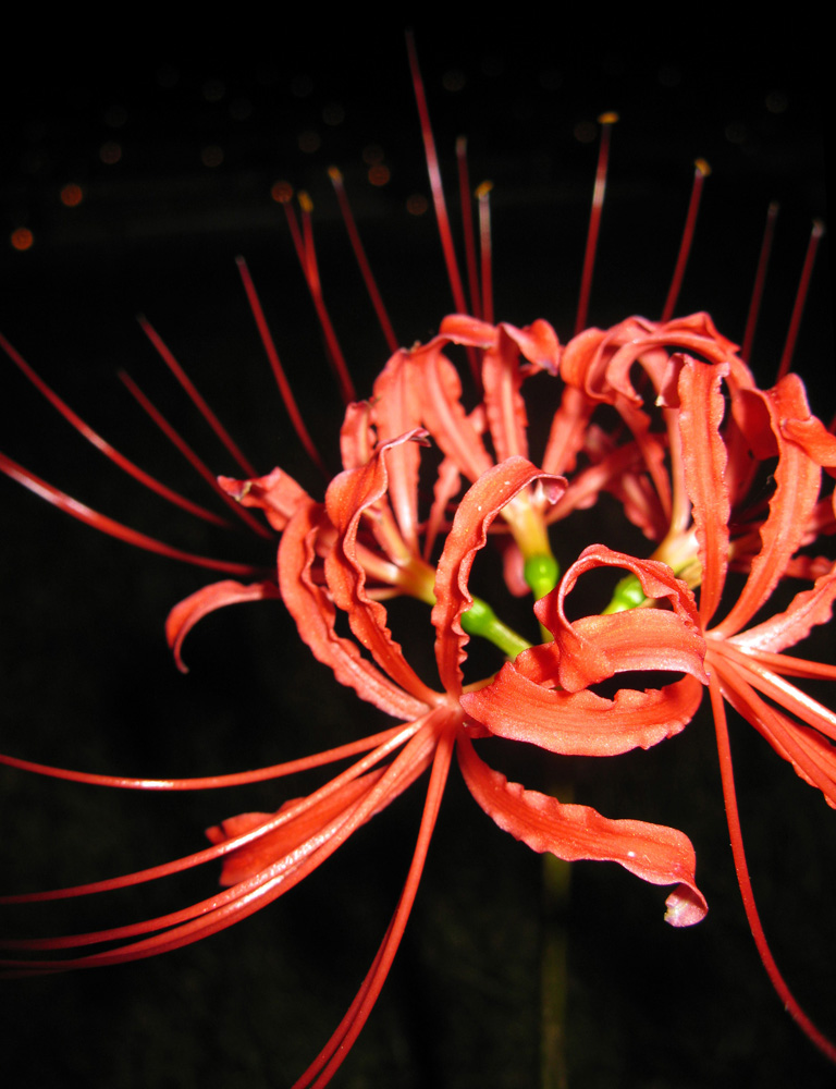 Red Chrysanthemum by Lissou-photography
