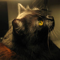 Divine Cat