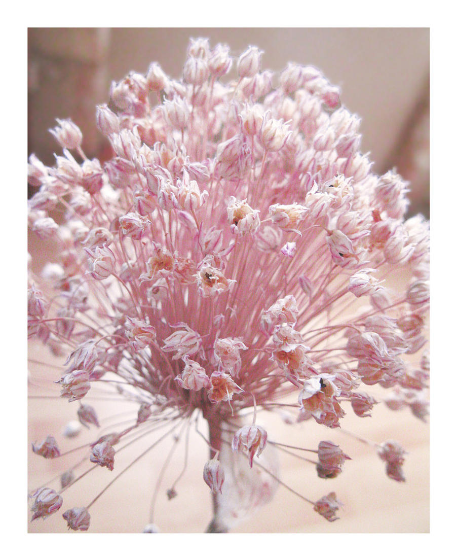 Sweet Pink Dried Flowers by Lissou-photography