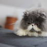 Quite Persian Cat