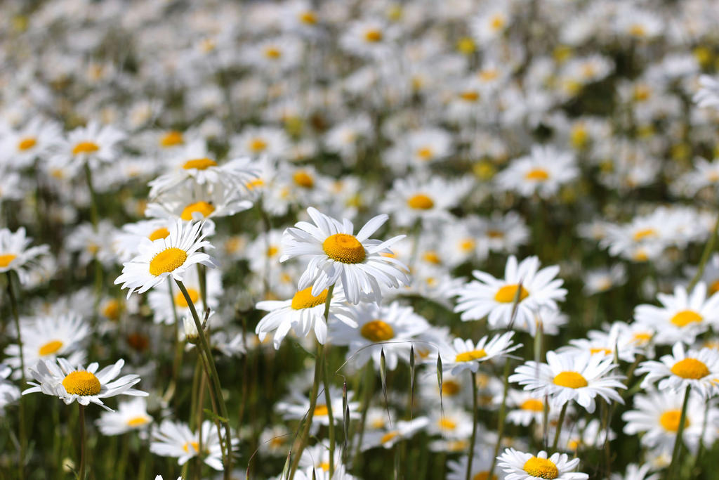 Field of Daisies-2 by Lissou-photography