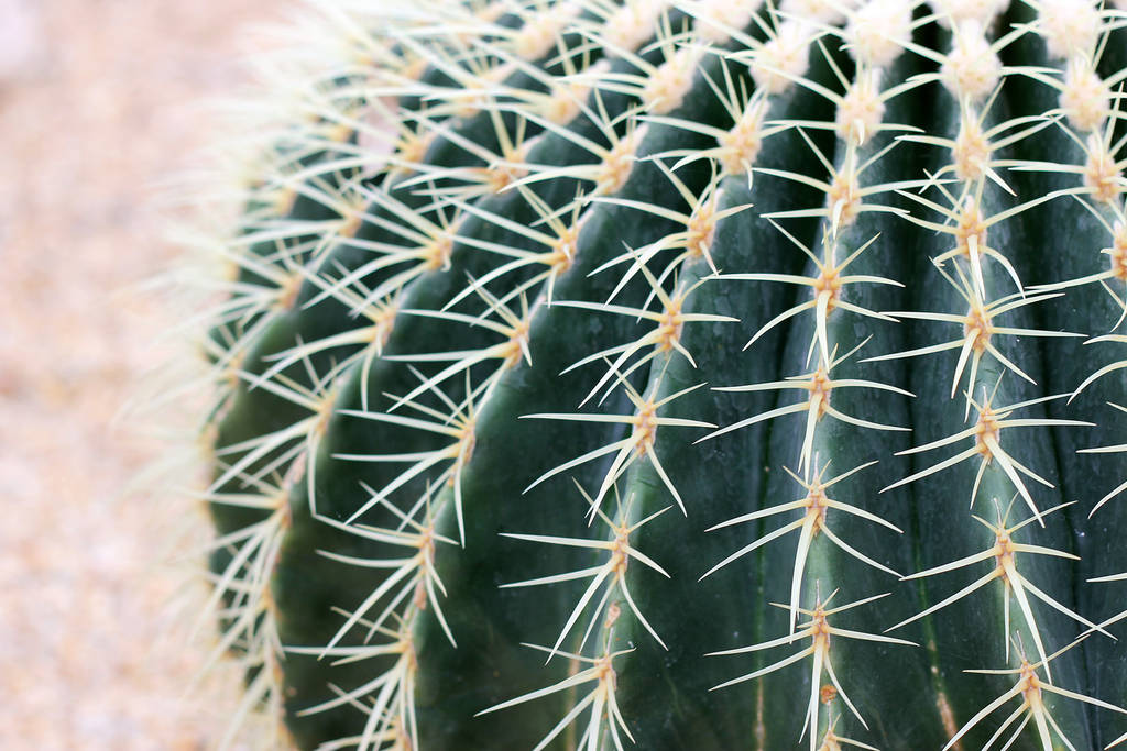 Cactus Details by Lissou-photography