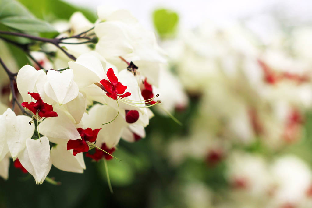 Snow White Flowers by Lissou-photography