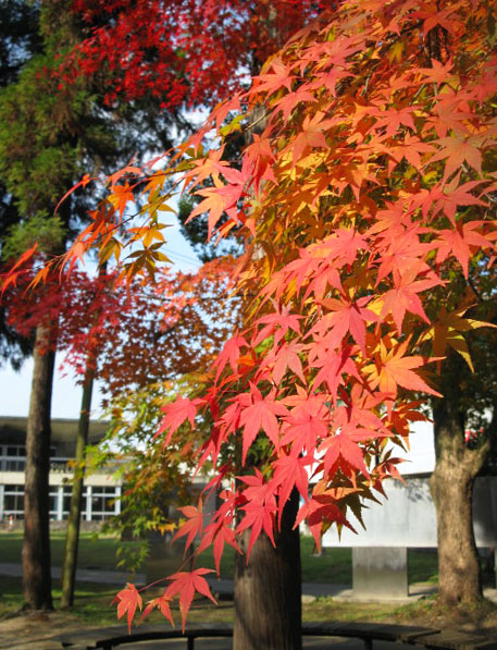 Maple Leaves Autumn Colors