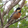 Little Cute Bird in Japan