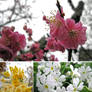 Various Flower in Japan-2