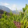 Pine Cone behind Beautiful Landscape