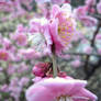 Pretty Pink Flowers