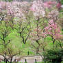 Plum Trees in Osaka Castle Garden