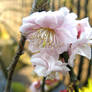 Light Pink Flowers