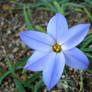 Very Blue Flower