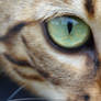 Eye of the...domesticated hybrid Asian leopard cat