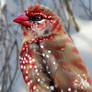 Strawberry Finch