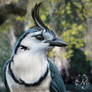 White-throated Jay