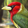 Red-headed Barbet