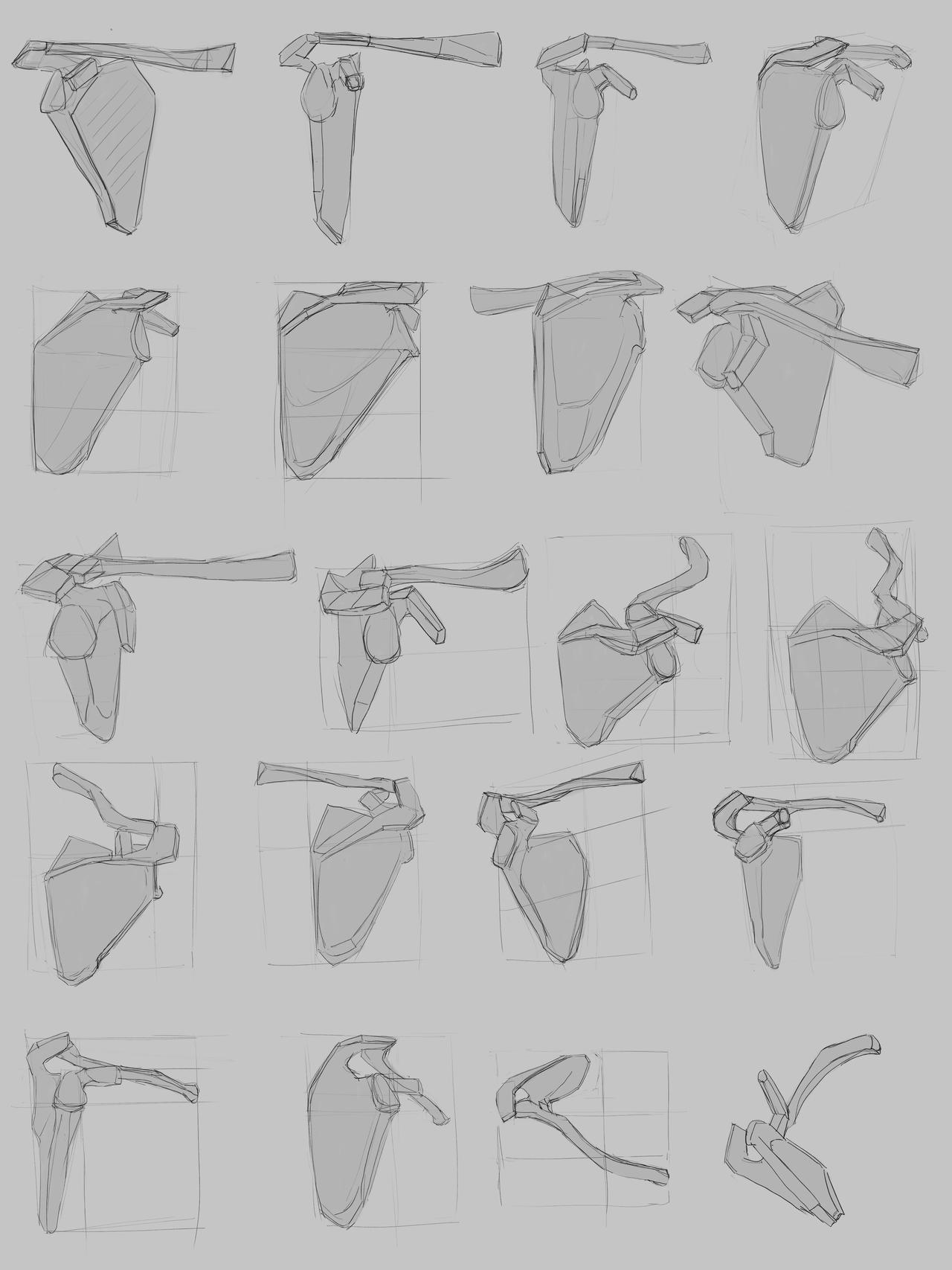 Drawing Shoulder Rotation Reference Rotation- Shoulder bone by kuroneko0003 on DeviantArt