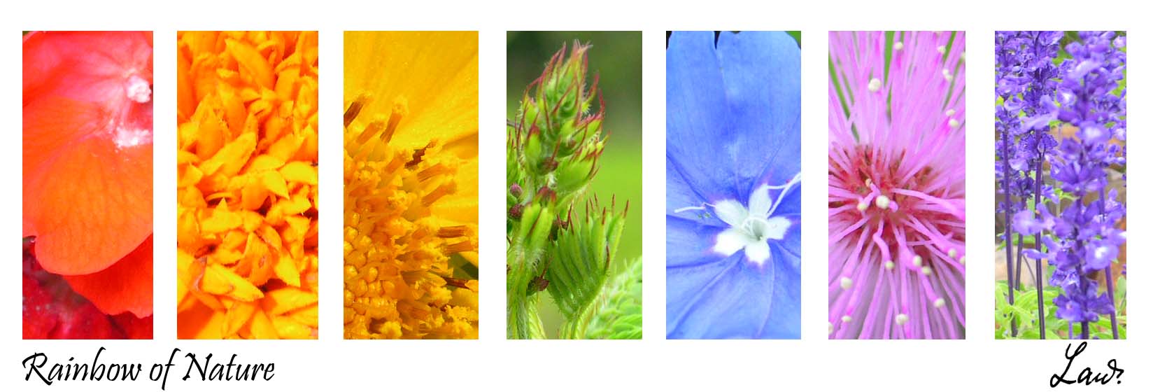 rainbow of nature by C-Law