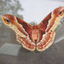 Moth 2