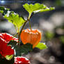 Physalis alkekengi