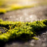 Moss