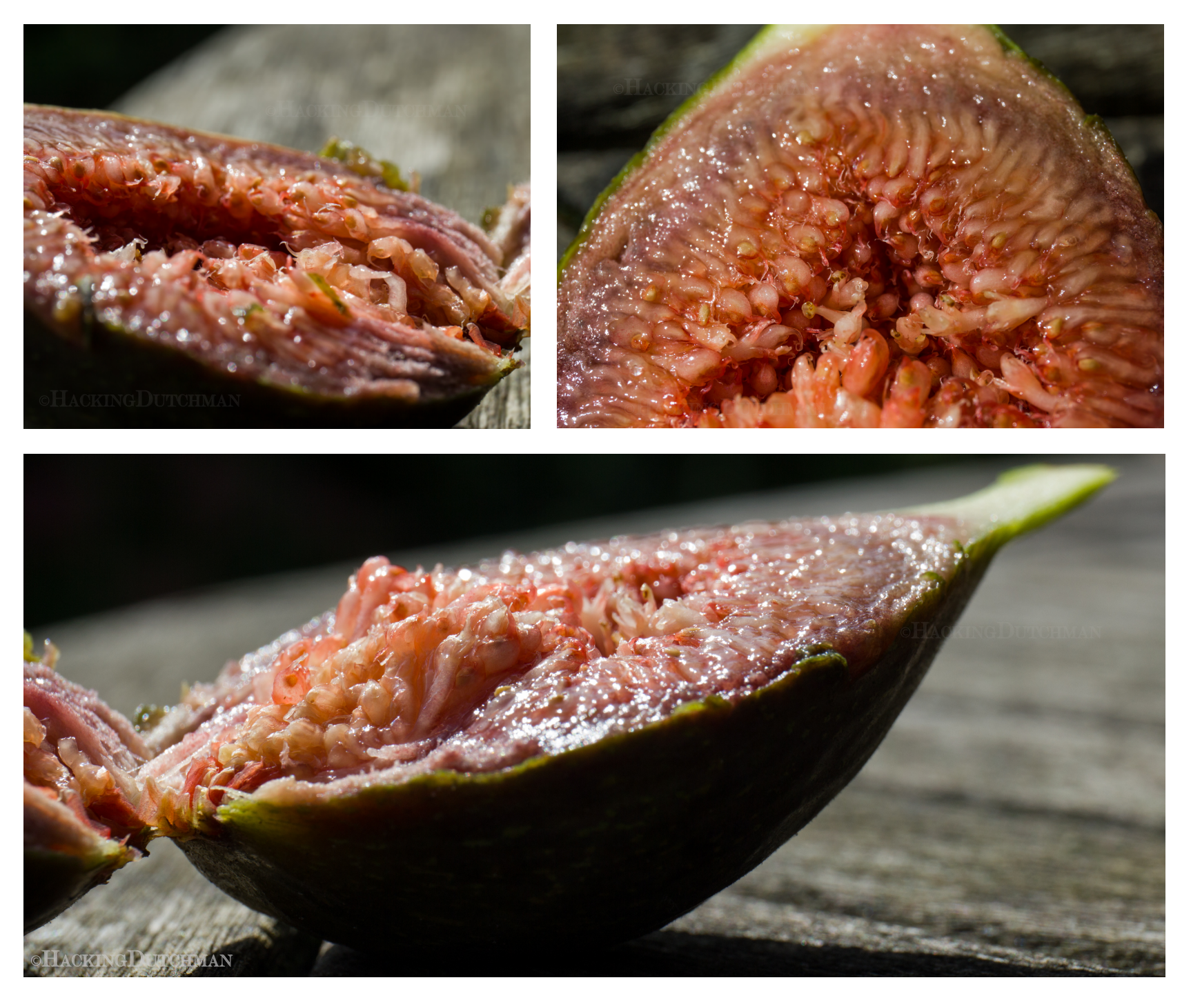 Fig