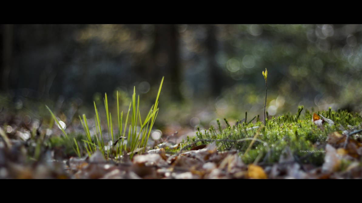 Forest spring scenery by HackingDutchman on DeviantArt